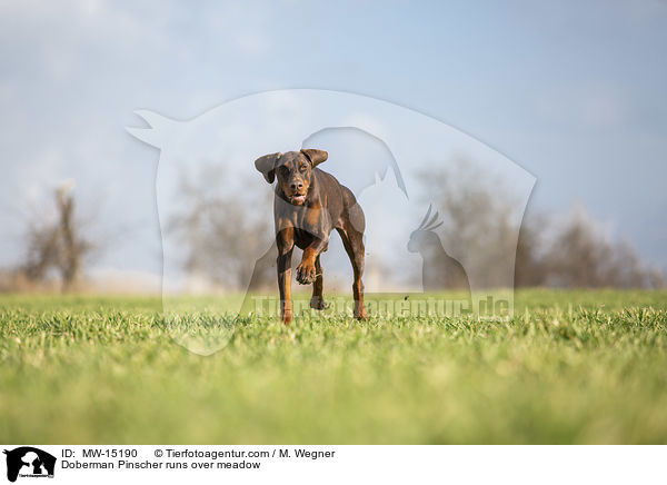 Dobermann rennt ber Wiese / Doberman Pinscher runs over meadow / MW-15190