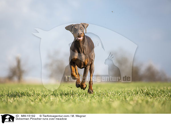 Dobermann rennt ber Wiese / Doberman Pinscher runs over meadow / MW-15192