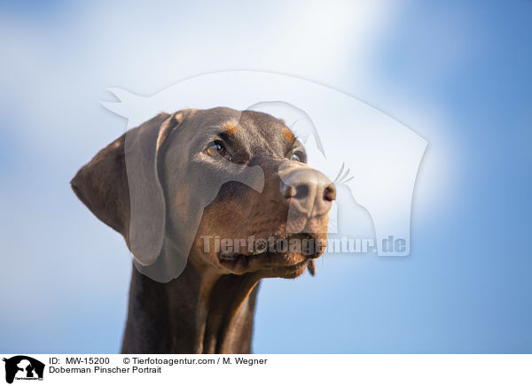 Dobermann Portrait / Doberman Pinscher Portrait / MW-15200
