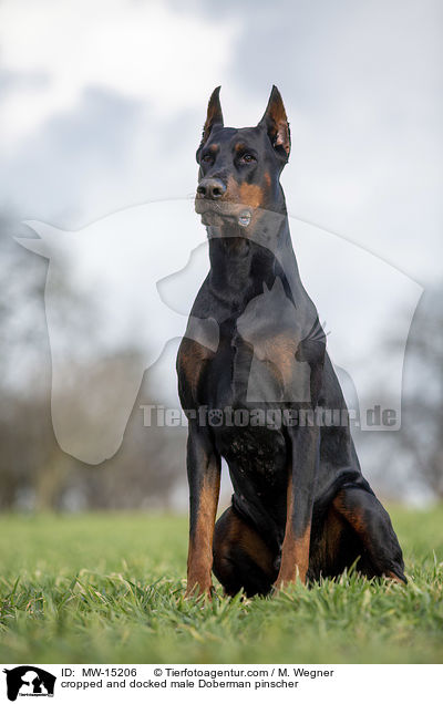 kupierter Dobermann Rde / cropped and docked male Doberman pinscher / MW-15206