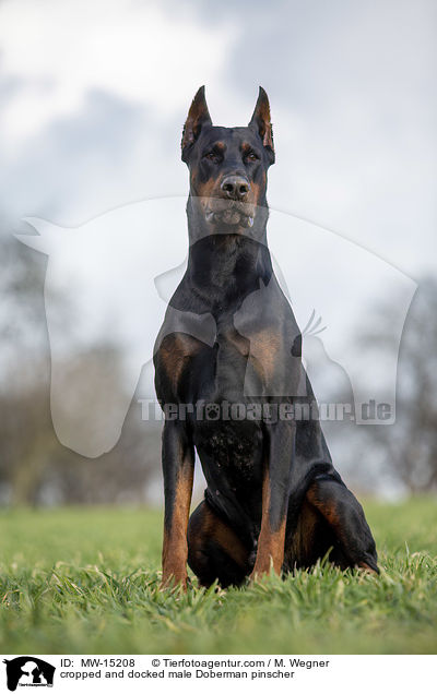kupierter Dobermann Rde / cropped and docked male Doberman pinscher / MW-15208