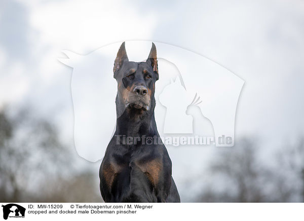 kupierter Dobermann Rde / cropped and docked male Doberman pinscher / MW-15209