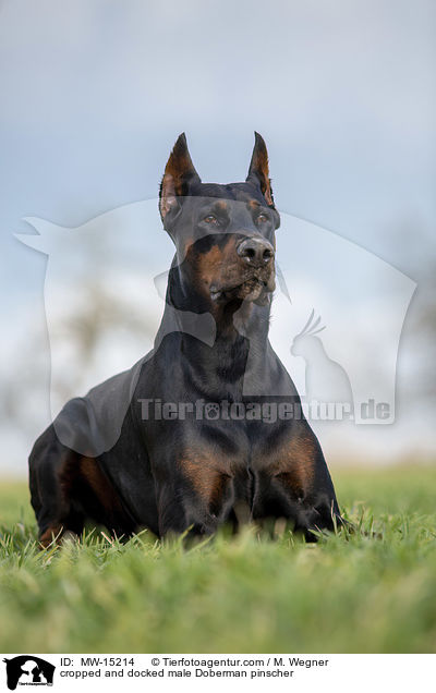 kupierter Dobermann Rde / cropped and docked male Doberman pinscher / MW-15214