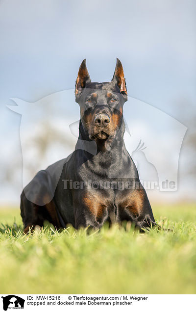 kupierter Dobermann Rde / cropped and docked male Doberman pinscher / MW-15216