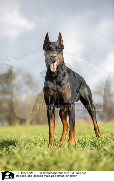 cropped and docked male Doberman pinscher / MW-15218
