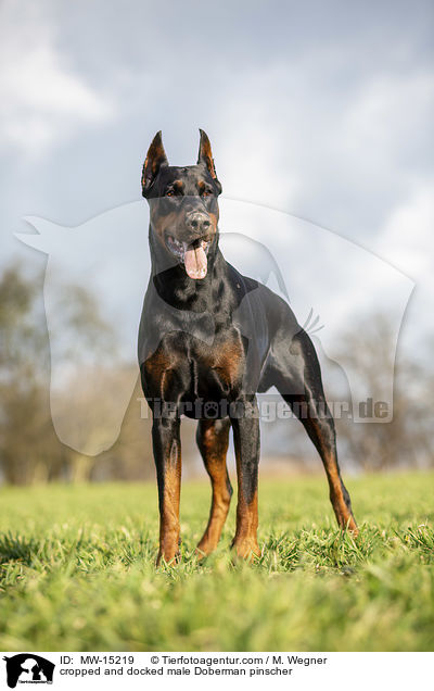 kupierter Dobermann Rde / cropped and docked male Doberman pinscher / MW-15219