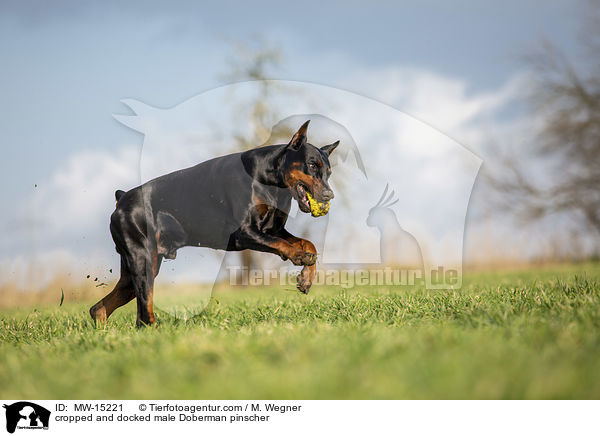 kupierter Dobermann Rde / cropped and docked male Doberman pinscher / MW-15221