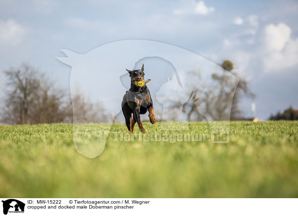kupierter Dobermann Rde / cropped and docked male Doberman pinscher / MW-15222