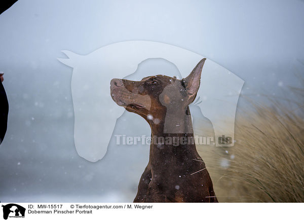 Dobermann Portrait / Doberman Pinscher Portrait / MW-15517