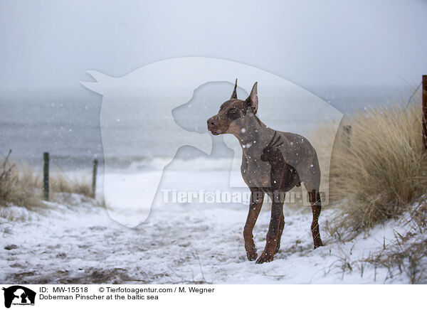 Dobermann an der Ostsee / Doberman Pinscher at the baltic sea / MW-15518