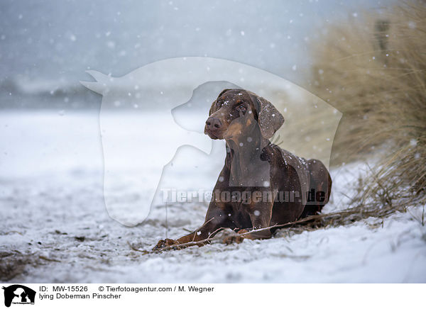 liegender Dobermann / lying Doberman Pinscher / MW-15526