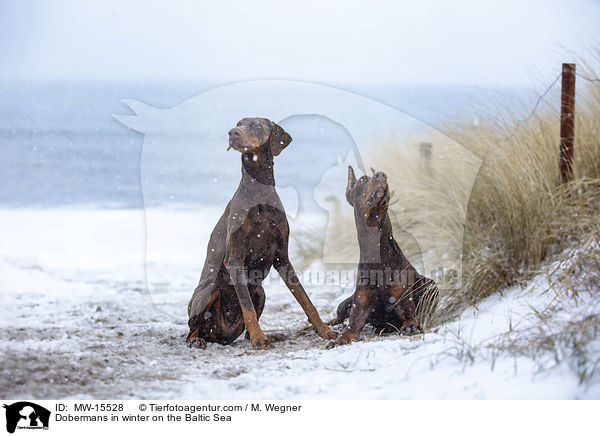 Dobermans in winter on the Baltic Sea / MW-15528