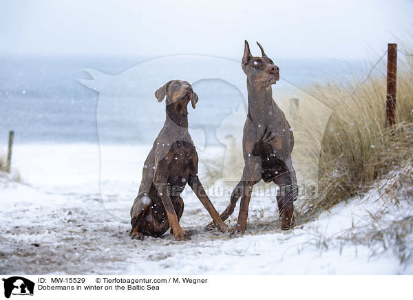 Dobermnner im Winter an der Ostsee / Dobermans in winter on the Baltic Sea / MW-15529