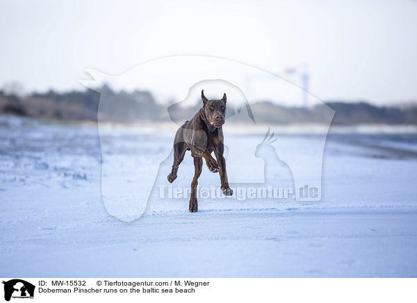 Dobermann rennt am Ostseestrand / Doberman Pinscher runs on the baltic sea beach / MW-15532
