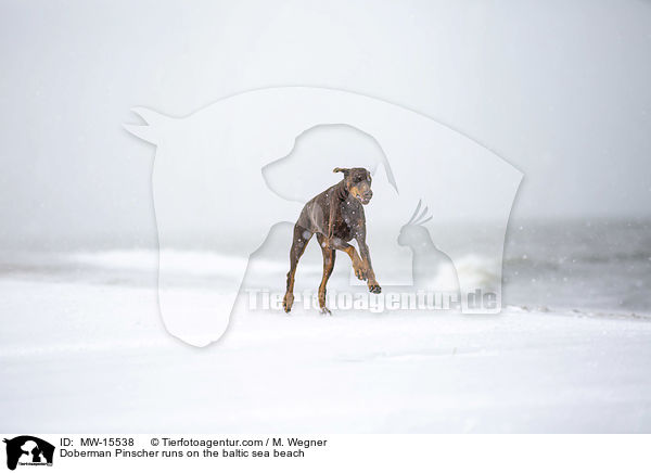 Dobermann rennt am Ostseestrand / Doberman Pinscher runs on the baltic sea beach / MW-15538