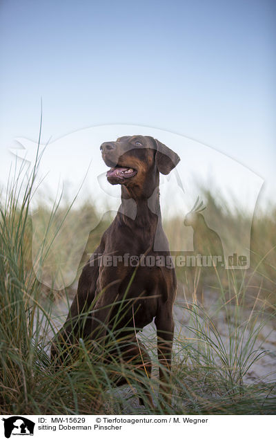 sitzender Dobermann / sitting Doberman Pinscher / MW-15629