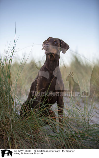sitzender Dobermann / sitting Doberman Pinscher / MW-15630