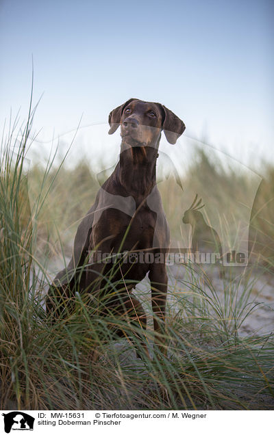 sitzender Dobermann / sitting Doberman Pinscher / MW-15631