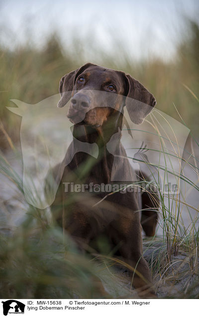 liegender Dobermann / lying Doberman Pinscher / MW-15638