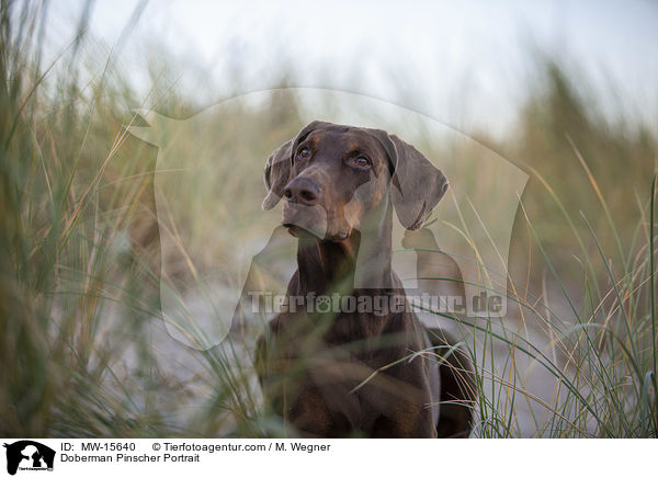 Dobermann Portrait / Doberman Pinscher Portrait / MW-15640