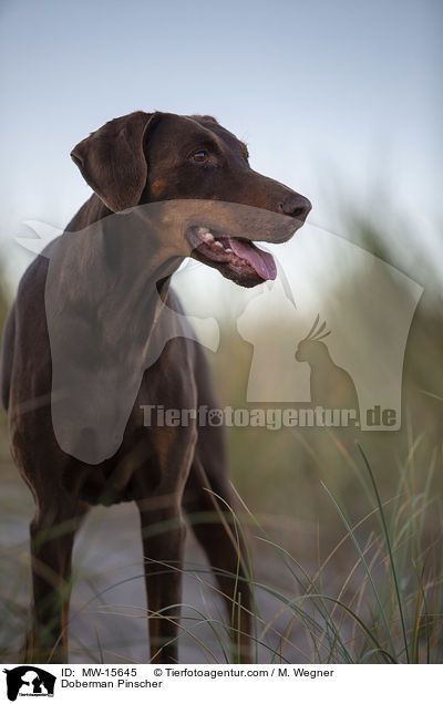 Doberman Pinscher / MW-15645