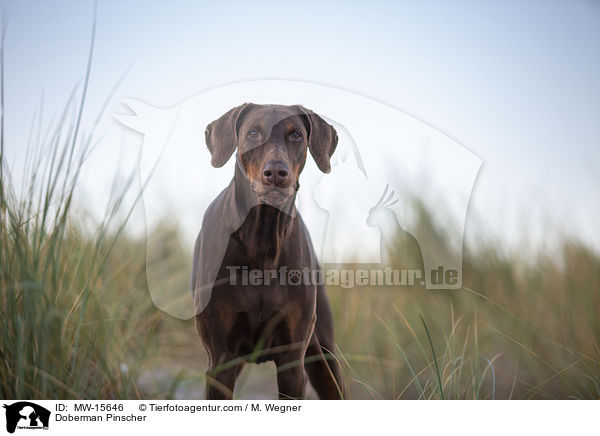 Dobermann / Doberman Pinscher / MW-15646