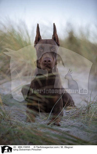 liegender Dobermann / lying Doberman Pinscher / MW-15655