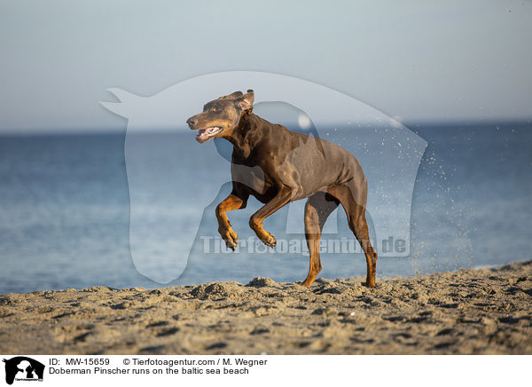 Doberman Pinscher runs on the baltic sea beach / MW-15659