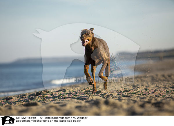Doberman Pinscher runs on the baltic sea beach / MW-15660