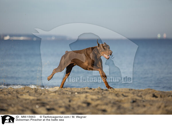 Doberman Pinscher at the baltic sea / MW-15663