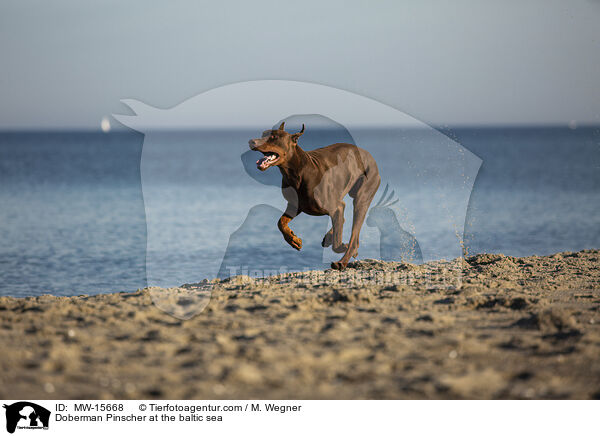 Doberman Pinscher at the baltic sea / MW-15668