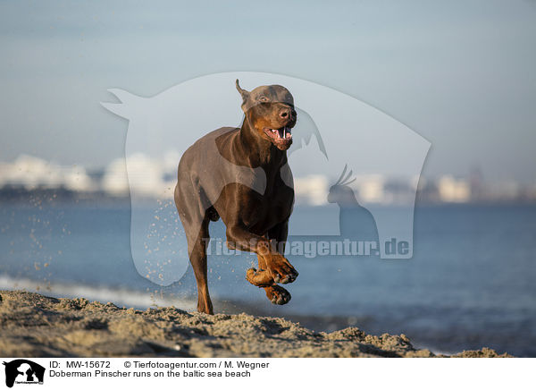 Dobermann rennt am Ostseestrand / Doberman Pinscher runs on the baltic sea beach / MW-15672