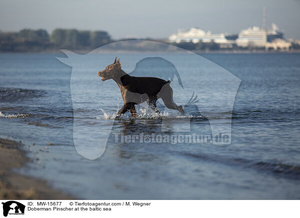 Dobermann an der Ostsee / Doberman Pinscher at the baltic sea / MW-15677