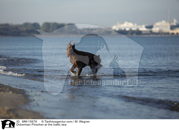 Dobermann an der Ostsee / Doberman Pinscher at the baltic sea / MW-15678