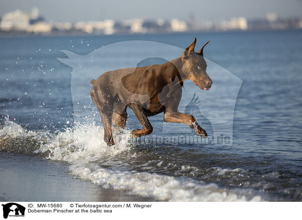 Doberman Pinscher at the baltic sea / MW-15680