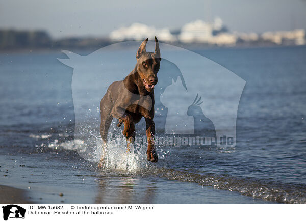 Doberman Pinscher at the baltic sea / MW-15682