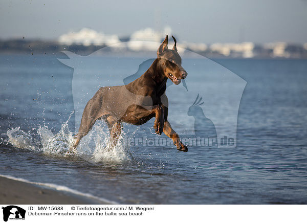 Doberman Pinscher runs on the baltic sea beach / MW-15688