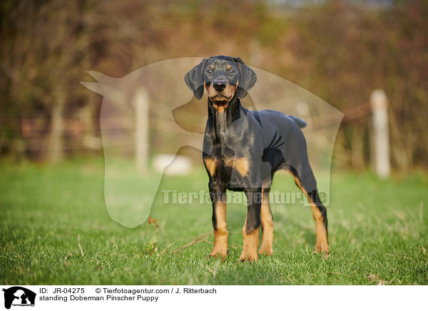 standing Doberman Pinscher Puppy / JR-04275