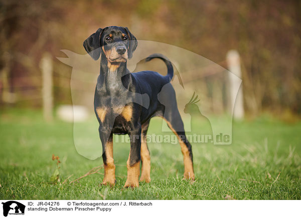 standing Doberman Pinscher Puppy / JR-04276