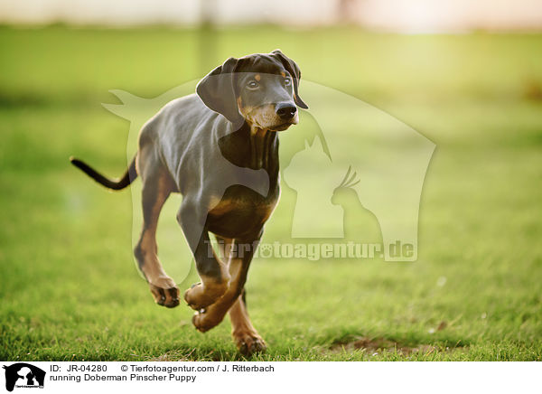 rennender Dobermann Welpe / running Doberman Pinscher Puppy / JR-04280