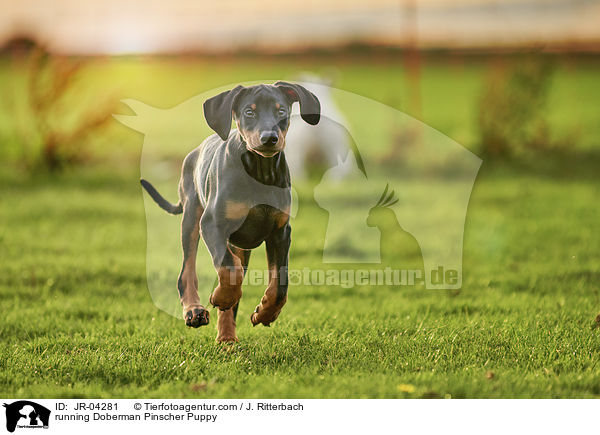 running Doberman Pinscher Puppy / JR-04281