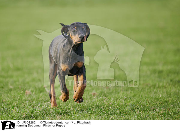 rennender Dobermann Welpe / running Doberman Pinscher Puppy / JR-04282