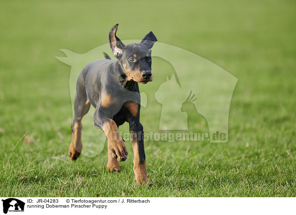 running Doberman Pinscher Puppy / JR-04283