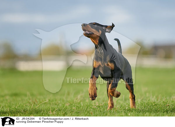 running Doberman Pinscher Puppy / JR-04284