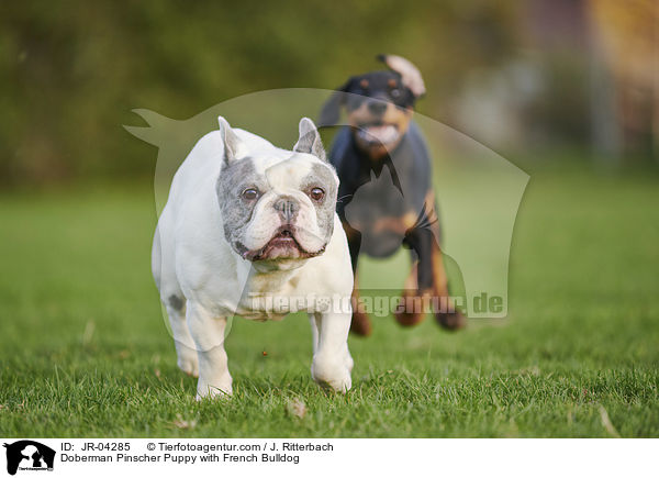 Dobermann Welpe mit Franzsische Bulldogge / Doberman Pinscher Puppy with French Bulldog / JR-04285