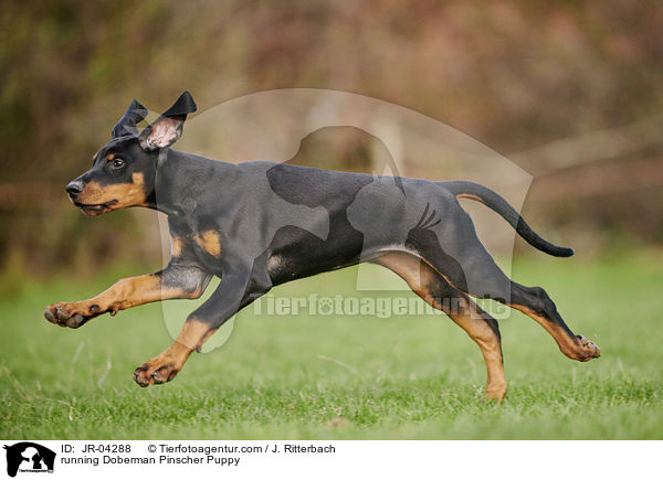 rennender Dobermann Welpe / running Doberman Pinscher Puppy / JR-04288