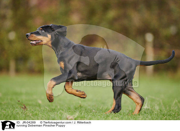rennender Dobermann Welpe / running Doberman Pinscher Puppy / JR-04289