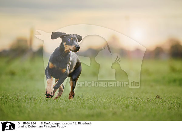 rennender Dobermann Welpe / running Doberman Pinscher Puppy / JR-04294