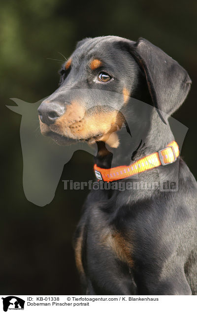 Dobermann Portrait / Doberman Pinscher portrait / KB-01338
