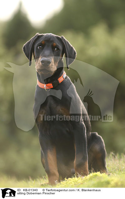 sitzender Dobermann / sitting Doberman Pinscher / KB-01340